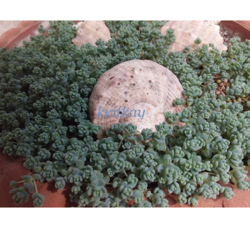 Седум грунтопокривний кімнатний Sedum dasyphyllum 